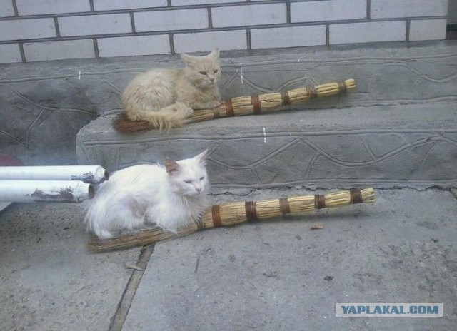 Котовторник 25.10. 2016