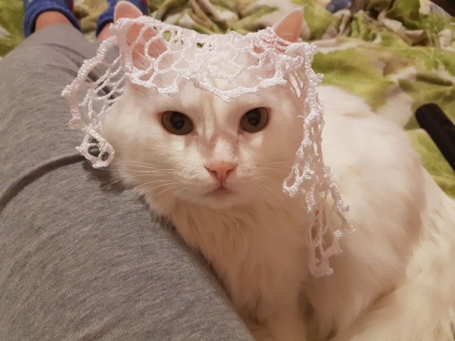 Коты и Кошки
