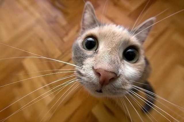 Коты и Кошки