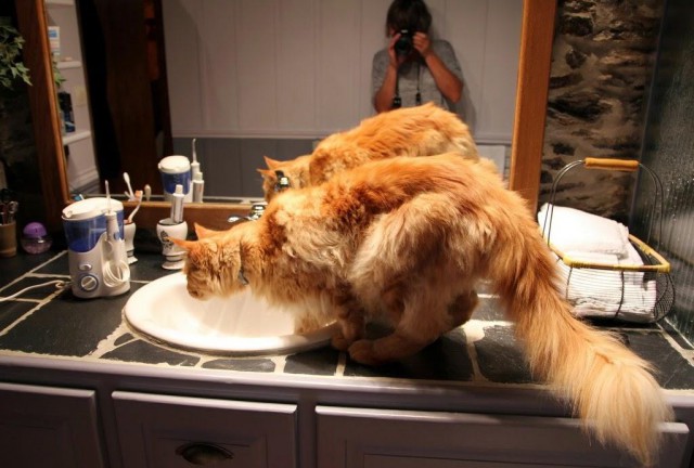 Коты и Кошки