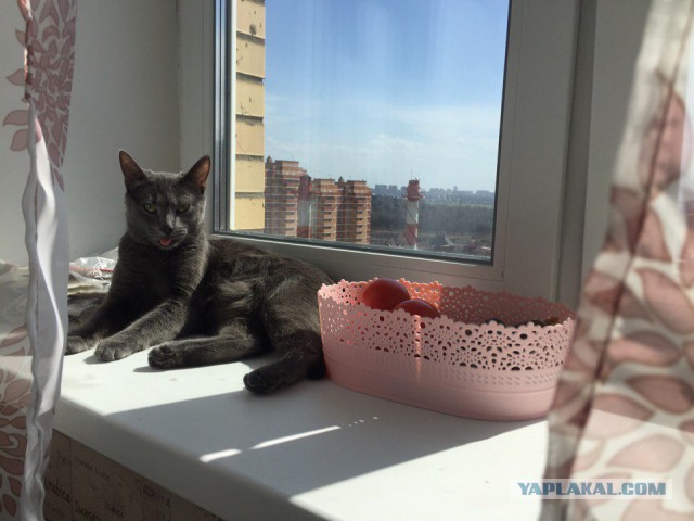 Котовторник 04.07.17