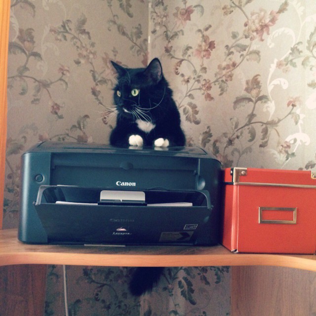 Коты и Кошки