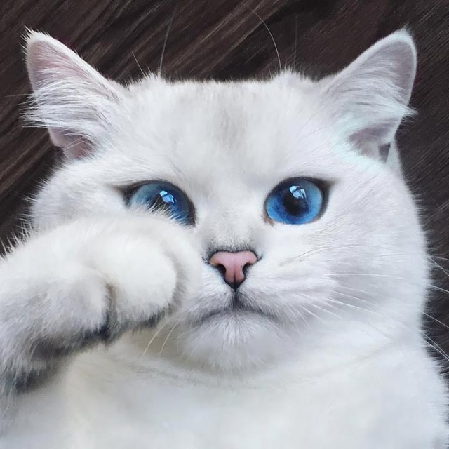 Коты и Кошки