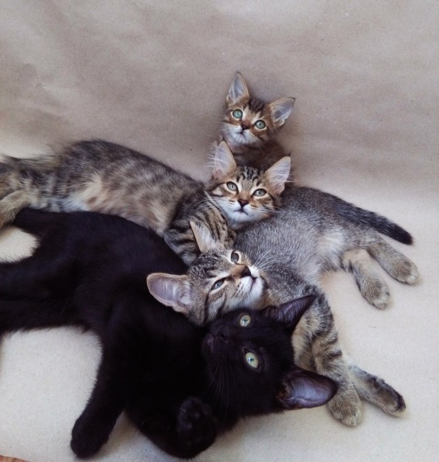 Коты и Кошки