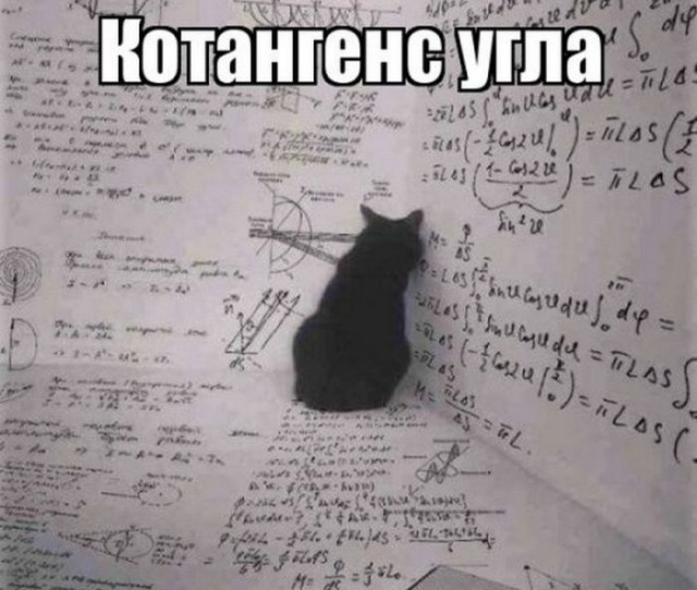 Коты и Кошки