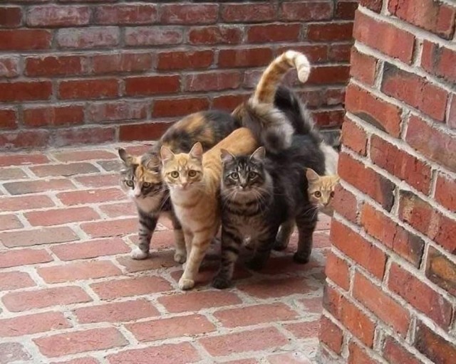 Коты и Кошки