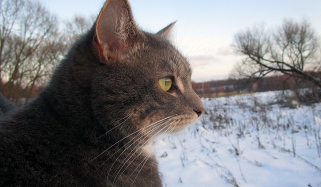 Котовторник  23.01.2018