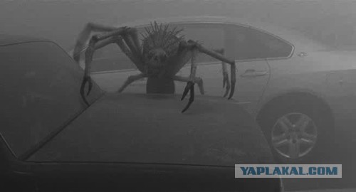 Австралиец узнал о гигантском пауке в своём доме, когда дети пригласили того на завтрак