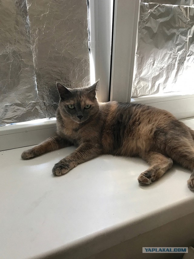 Котовторник 27.03.2018