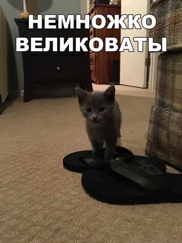 Немного милоты