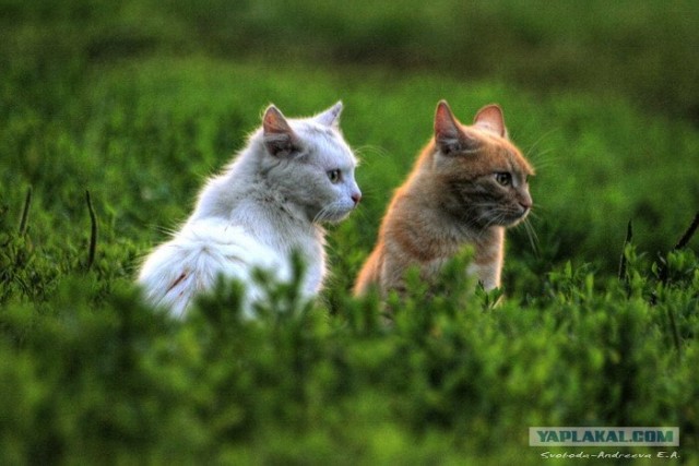 УРРААА ! Котовторник на ЯПлакалъ !