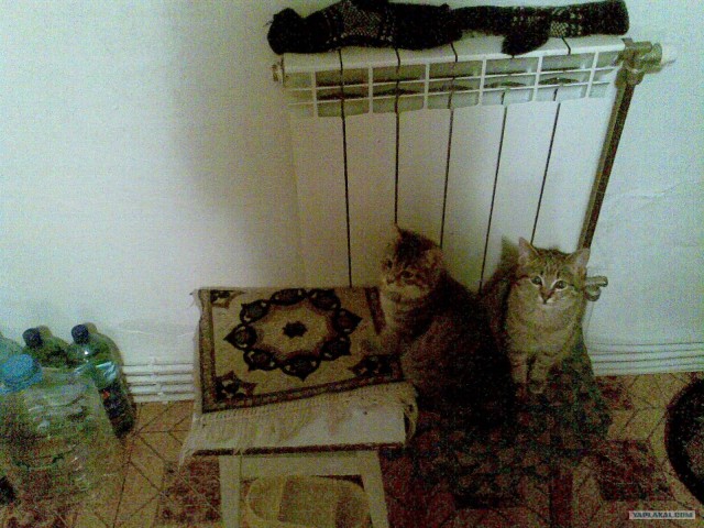 Котовторник (20.01)