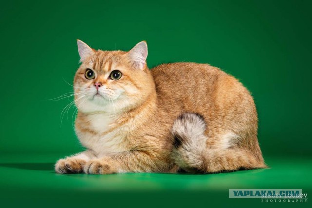 Котовторник  31.07.2018