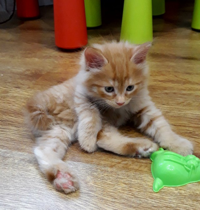 Котовторник 07.08.2018