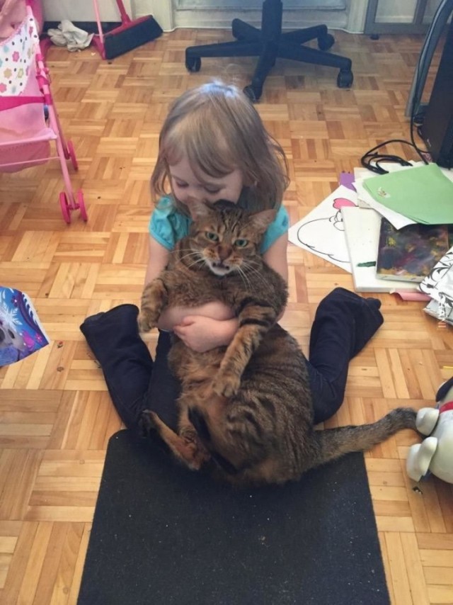 Прикольных котов пост