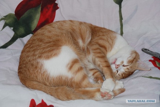 Котовторник!