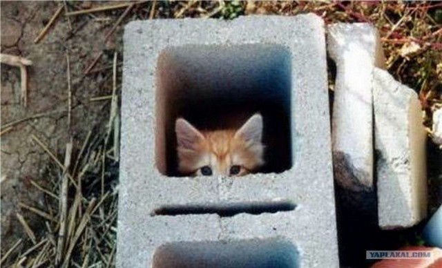 Котовторник объявляется открытым!