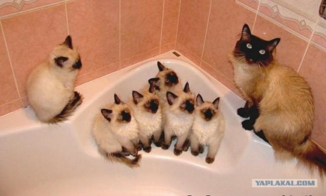Первый котовторник июля