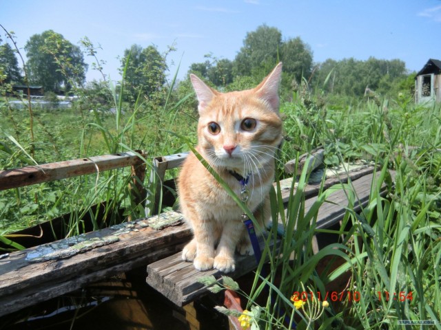 Котовторник! 11.10.11