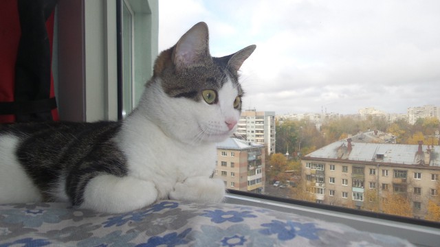 Живность из сети