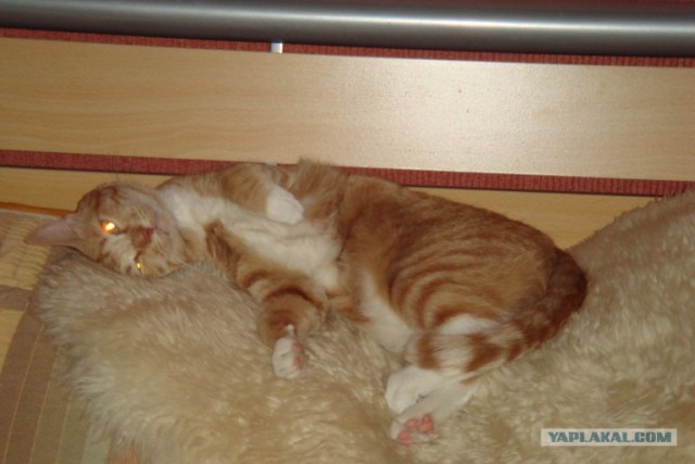 Котовторник  от 3.04.2012