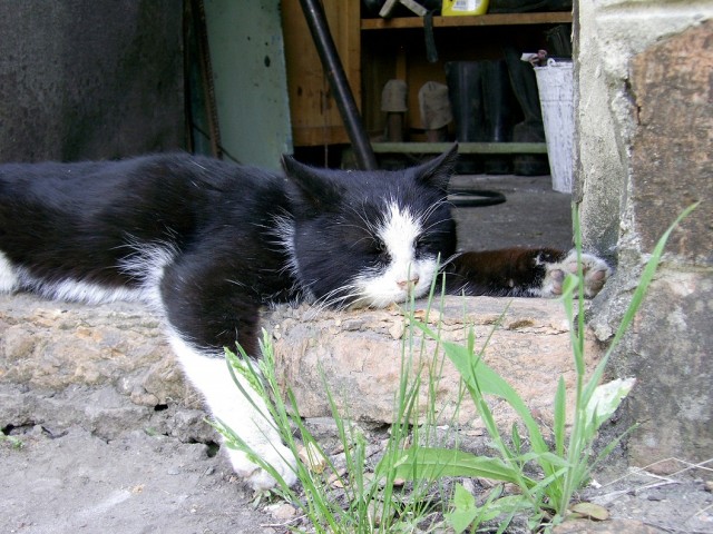 Котовторник 8 мая 2012