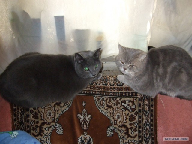 Котовторник 31.07.2012 г.