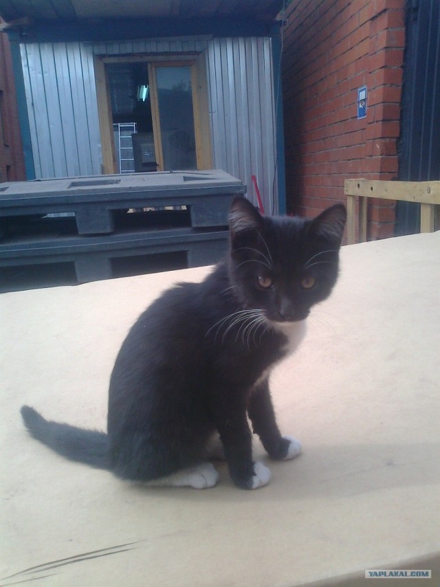 Котовторник  14.08.2012.