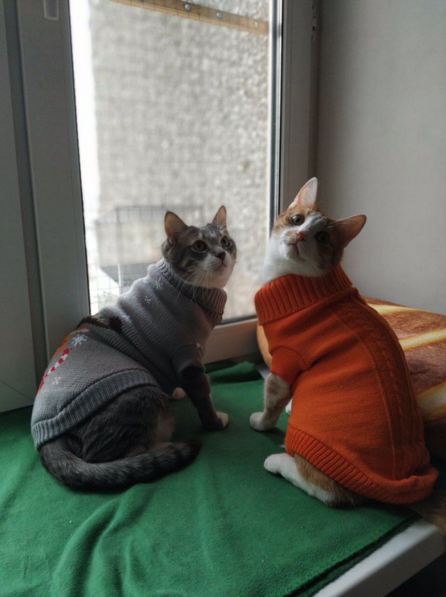 Прикольных котов пост
