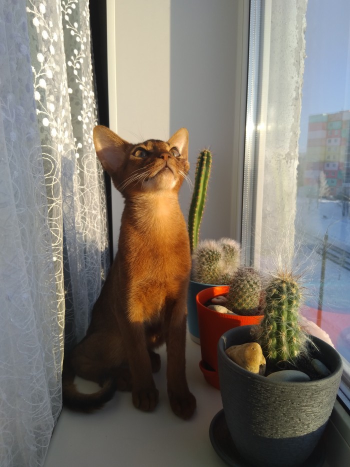 Картинки с котами и про котов
