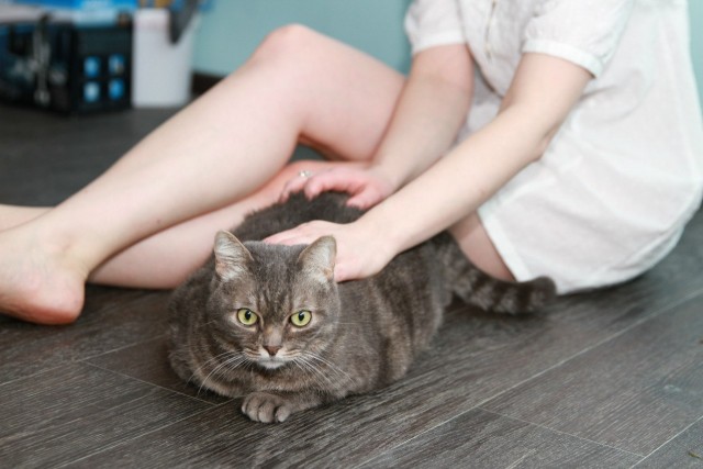 Красивые девушки с котиками