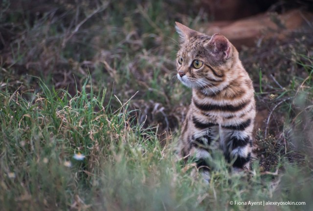 Про котов