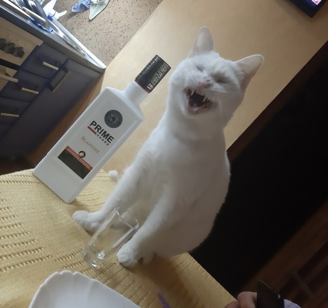 Про котов