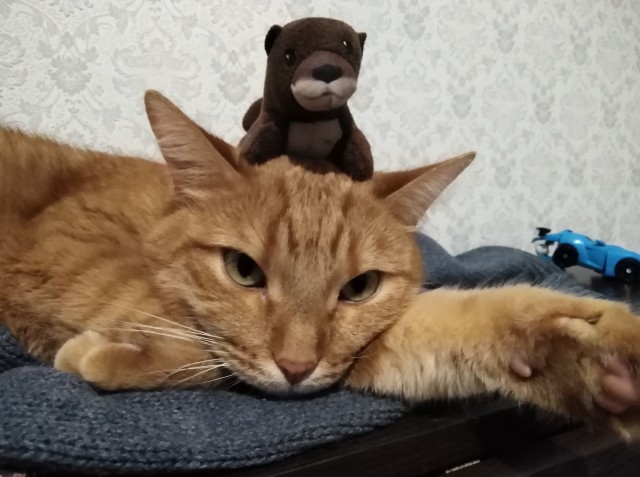 Фотографии, которые доказывают, что кошки самые большие сволочи