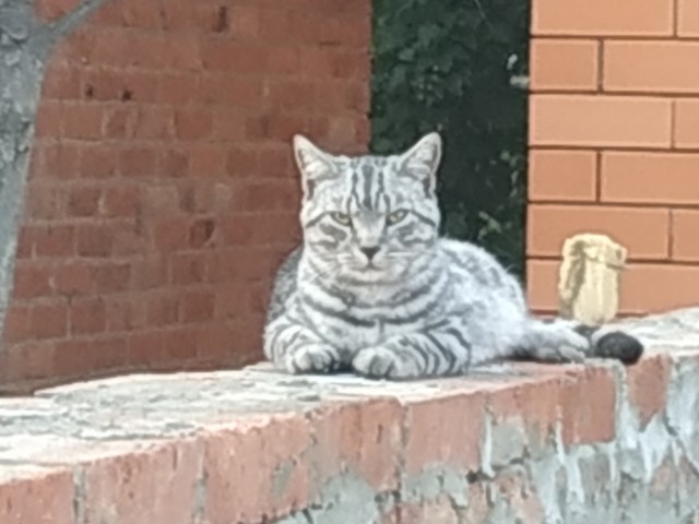 Котокартинки и котобуквы