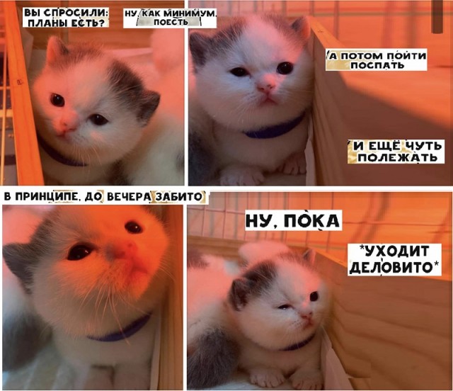 Коты они такие