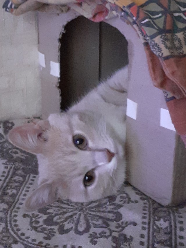 Котовторнику быть!