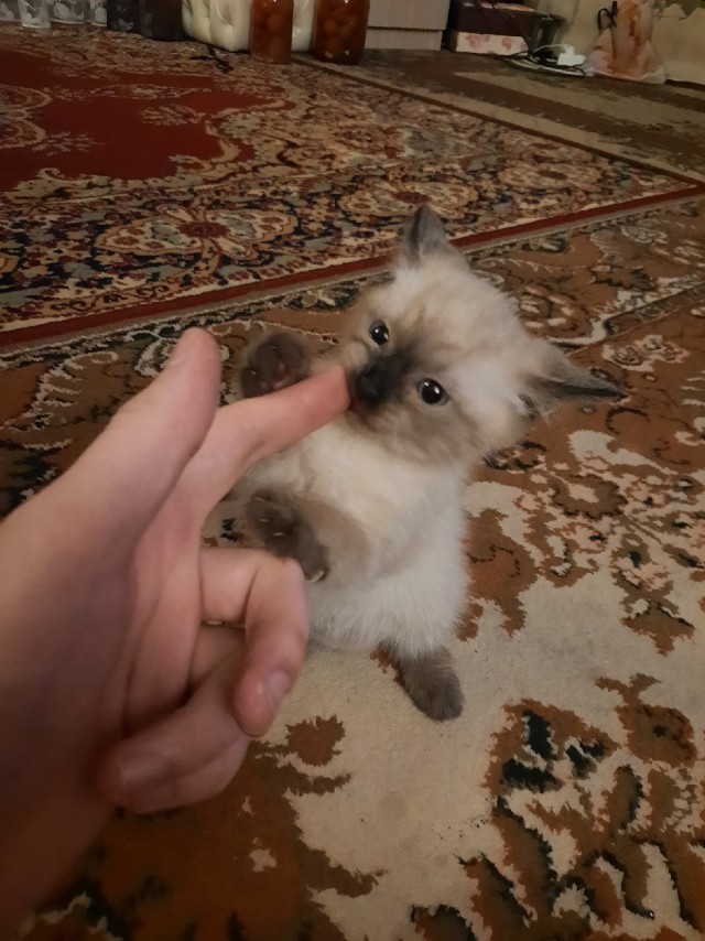Подборка всякой живности