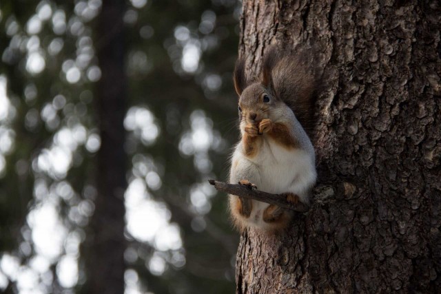 Подборка всякой живности