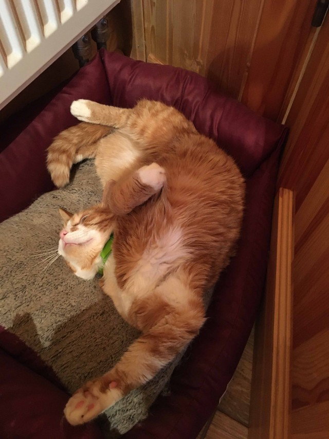 Котовторник 28.09.21