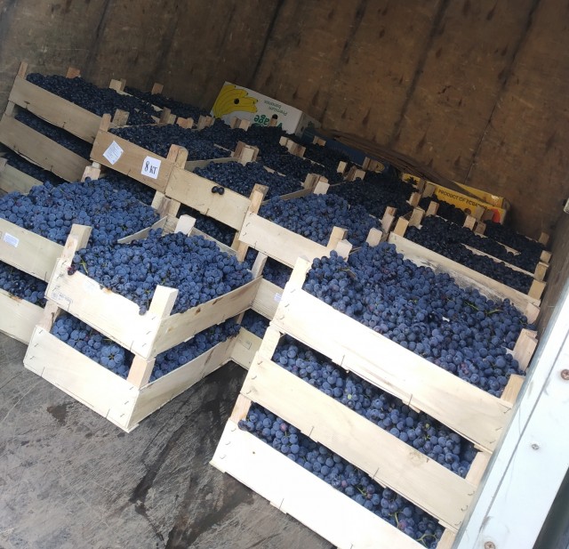 Почти полмиллиона литров виноматериалов изъято в Крыму