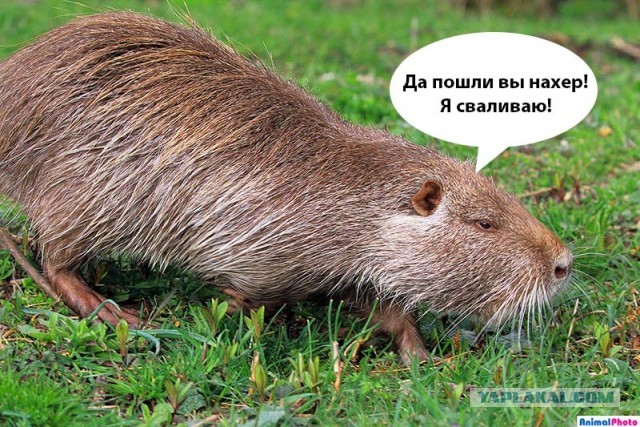 Сдали квартиру молодняку на сутки