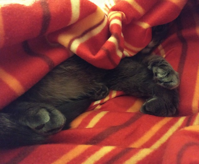 Котовторнику быть