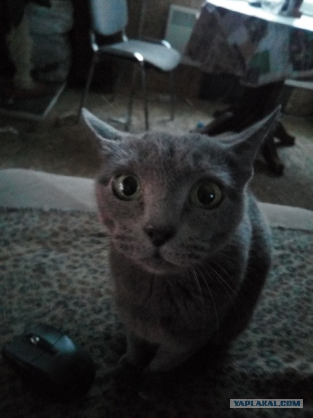 Котовторник 21.12.21