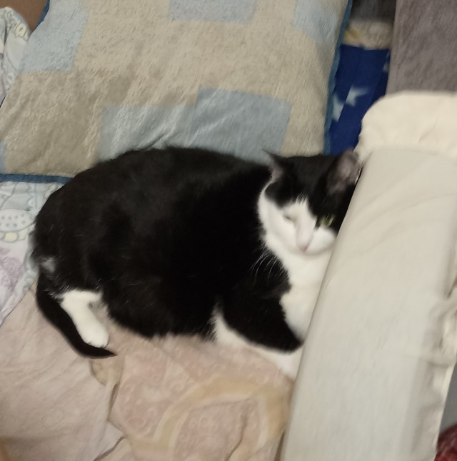Котовторник. Картинки и буквы 08.02.22