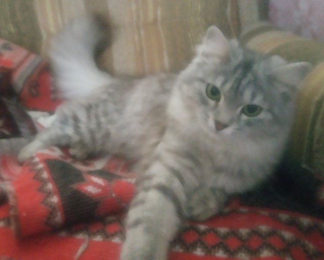 Мой котовторник 10.09.2022