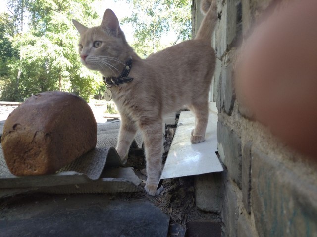 КотоФторник 23.08.22