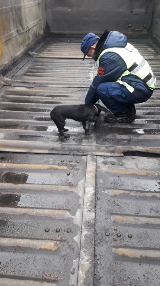 Собака, спасённая из грузового вагона в Свердловской области, нашла себе дом