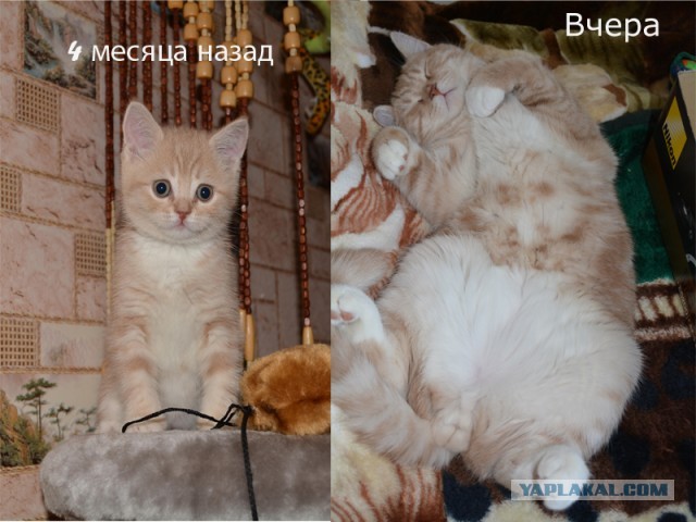 Котёнок Батон приветствует ЯПовцев