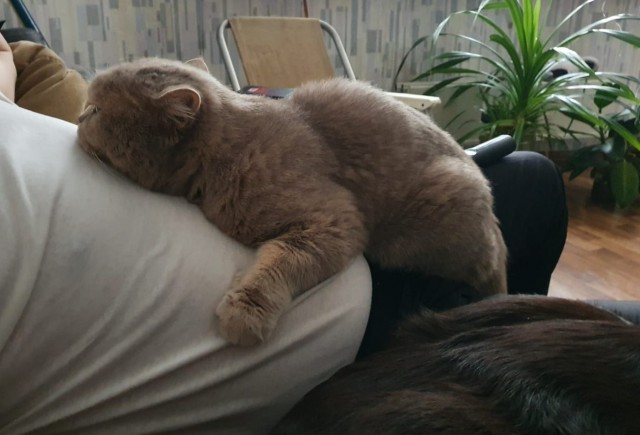 Был бы у меня такой кот(ы), я бы и  не женился...